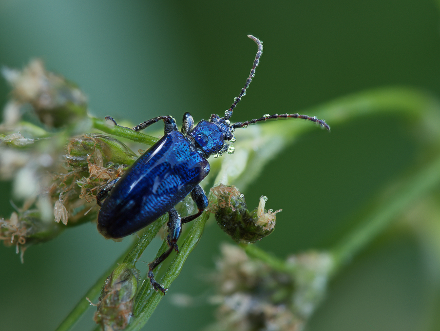 Käfer Blau 2.0-2.jpg