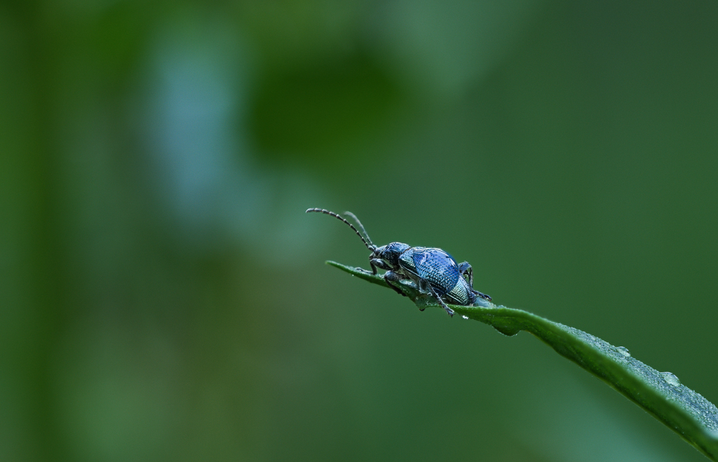Käfer Blau 3.0-2.jpg