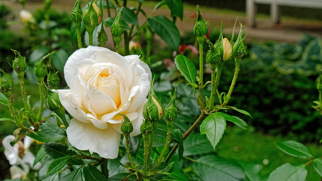 P1120672_DxO.jpg