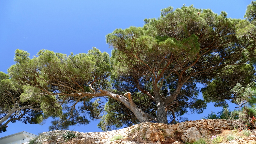 verkleinert .P1210248 x.jpg