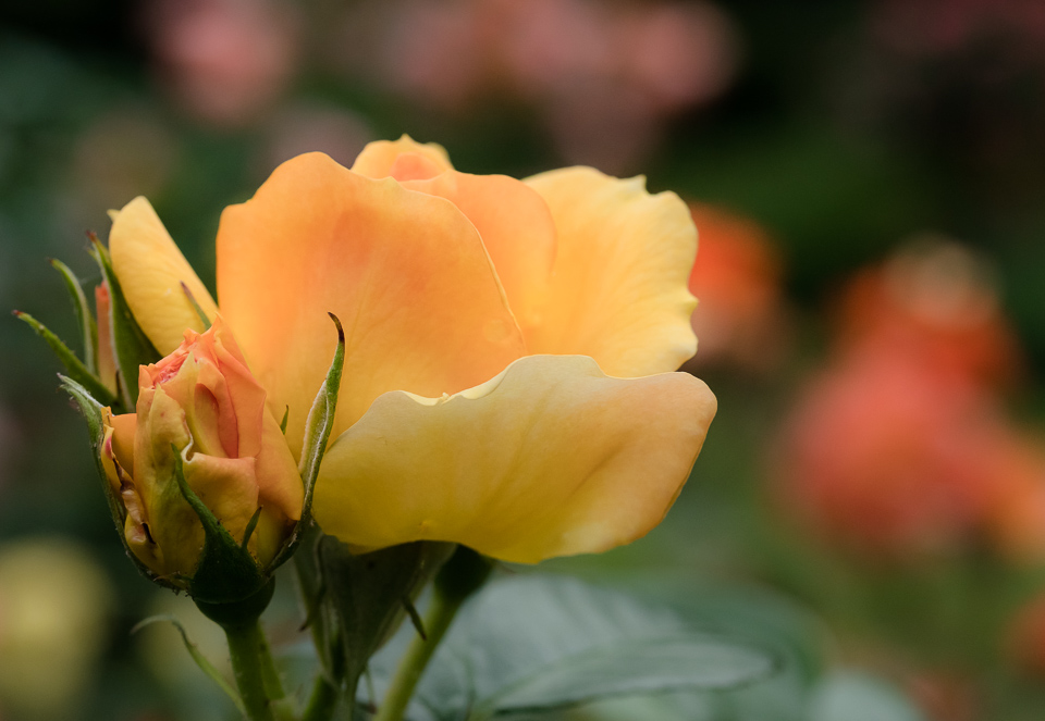 P1040480-LR.jpg