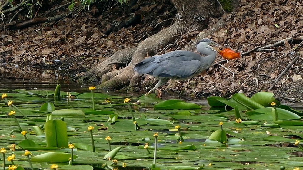 verkleinert .Reiher.jpg