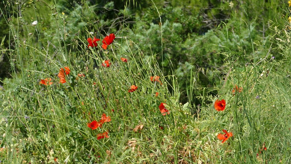 verkleinert .P1230555.jpg