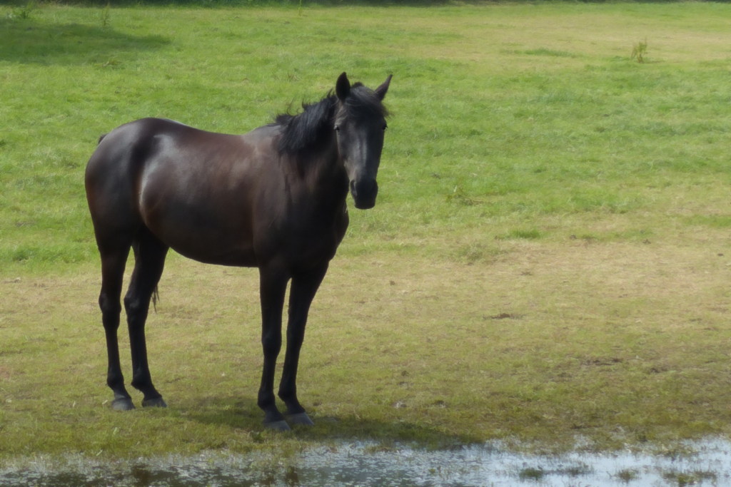 P3350638 dunkles Pferd am Wasser orton verkleinert.jpg