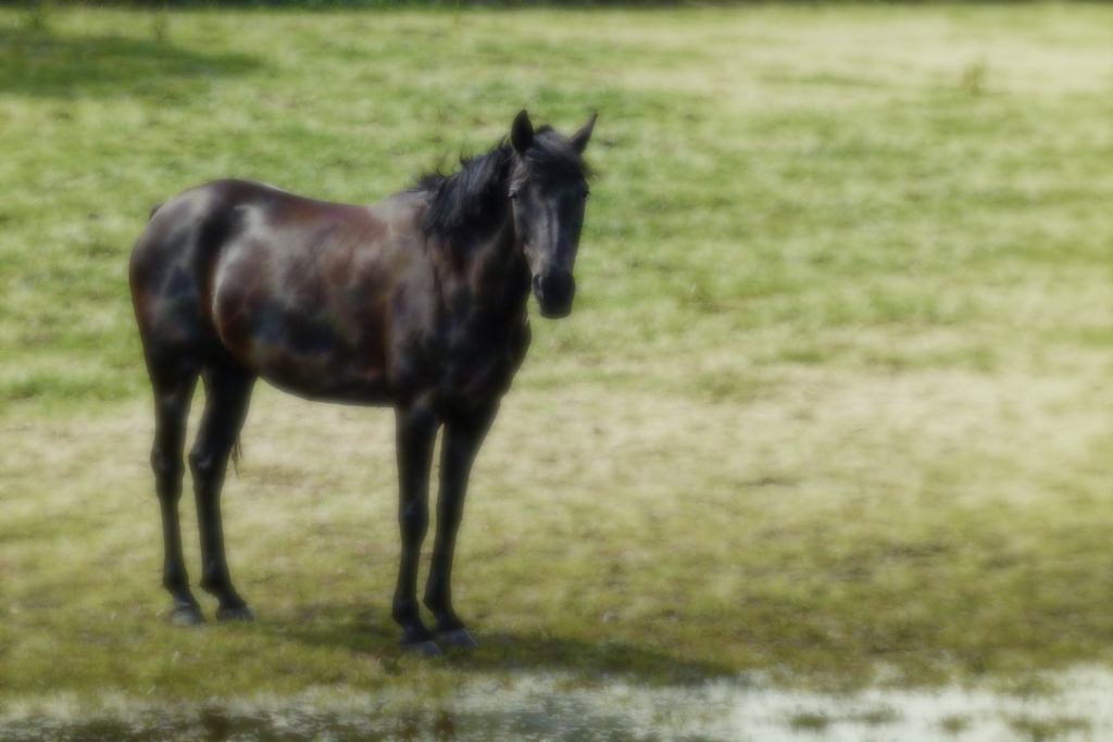 P3350638 Pferd am Wasser fractalius orton versuch hamilton effekt verkleinert.jpg