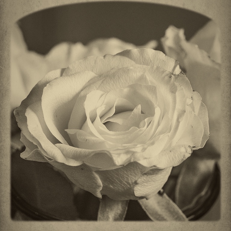Rose wie aus einem Album von 1910.jpg