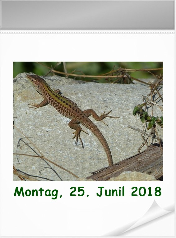 08 25. Juni.jpg