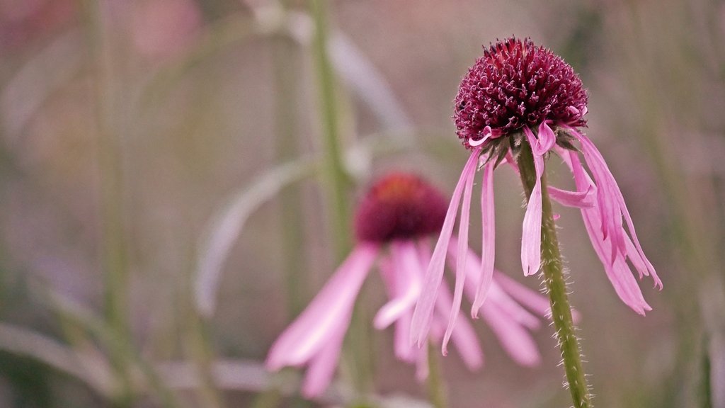 echinacea pallida.JPG