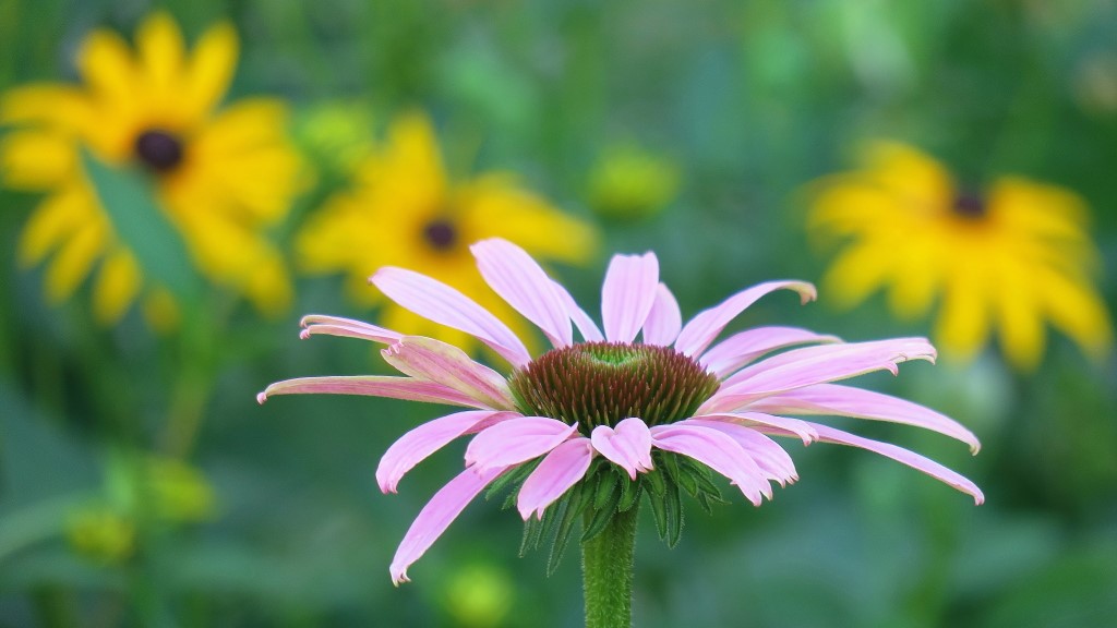 Sonnenhut rosa.jpgs_1.jpg