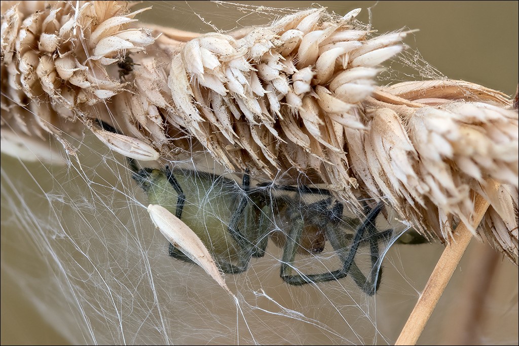 09 Spinne k.jpg