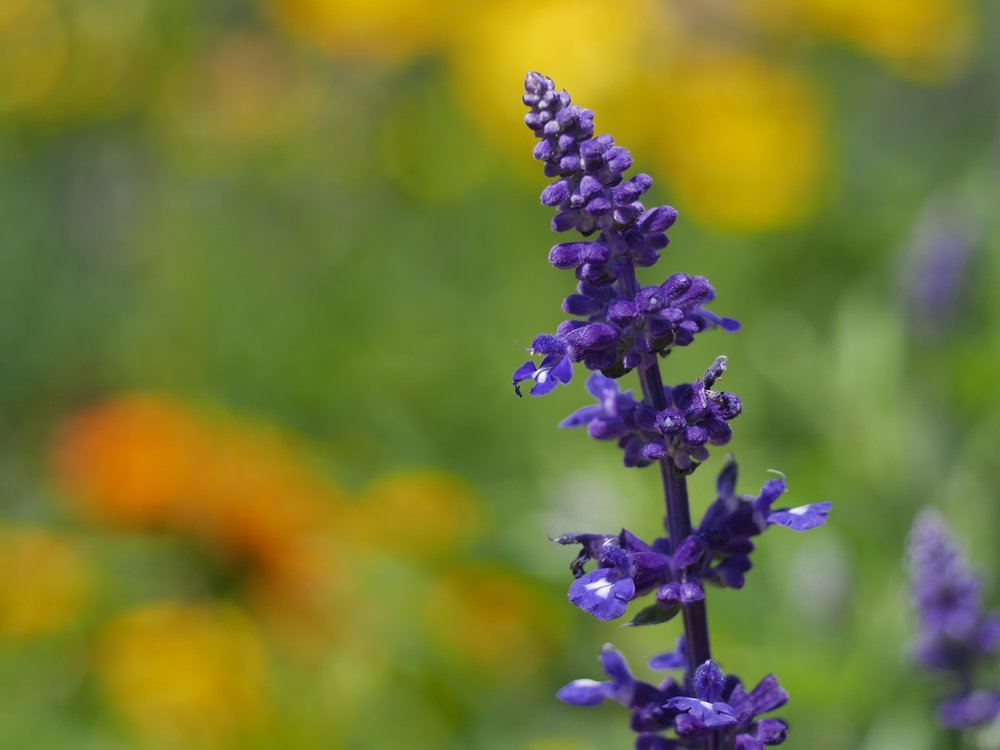 Bokeh3.jpg