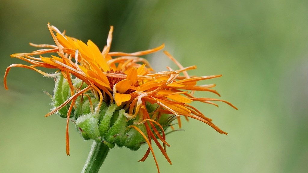 calendula.JPG