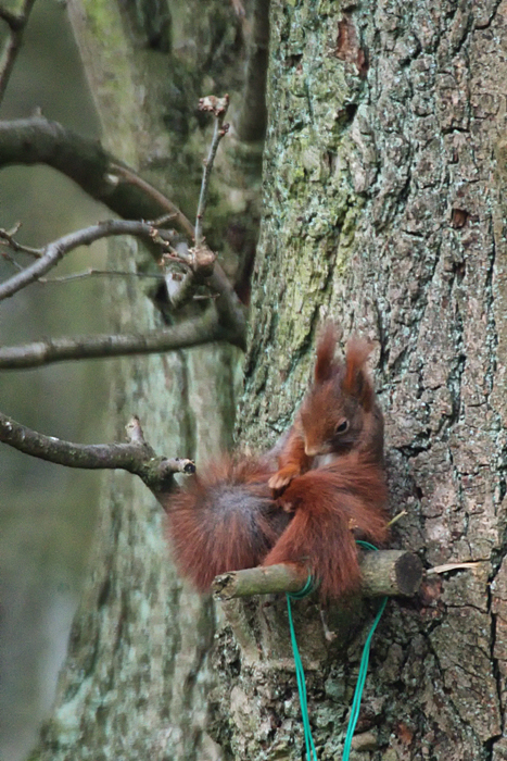 Eichhörnchen_03.jpg