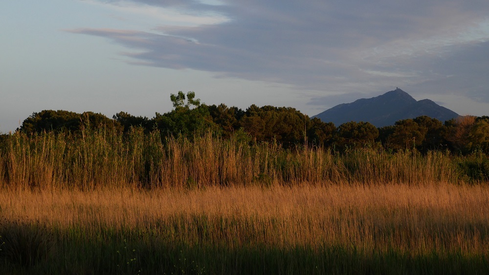 P1000814-1000.jpg
