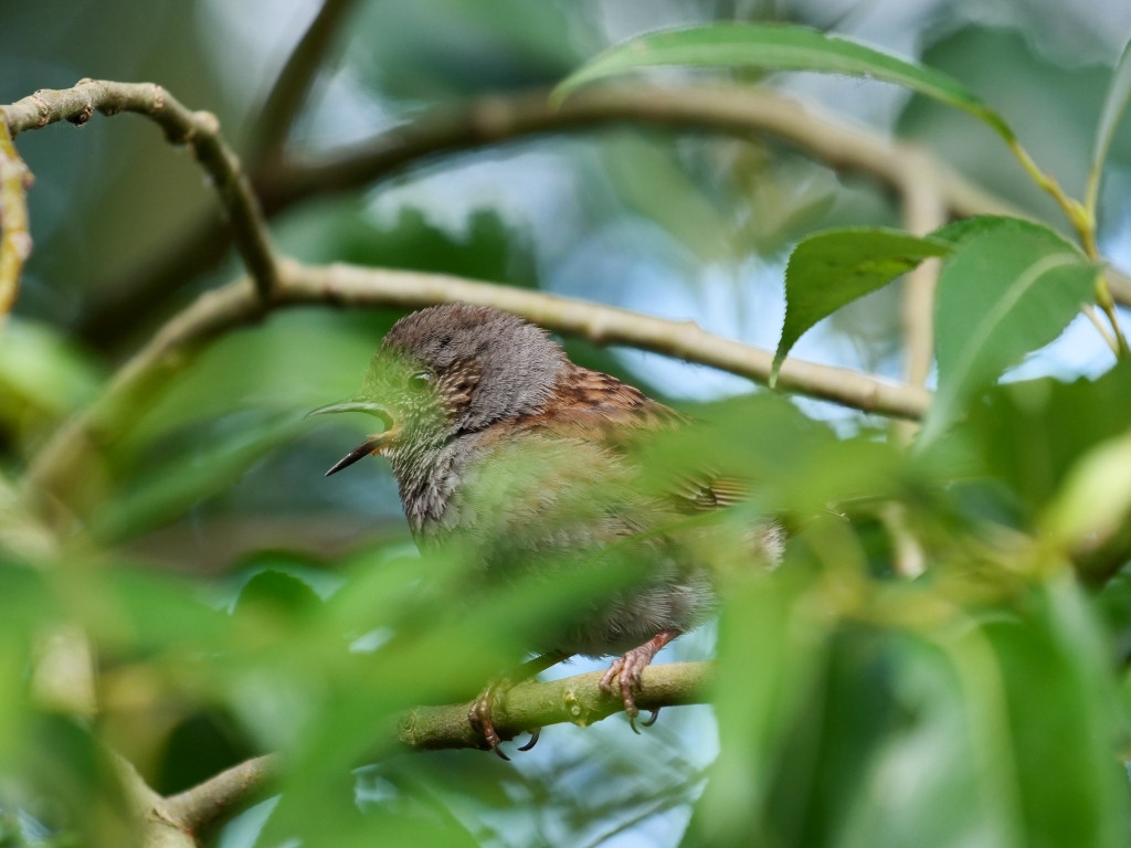 20180710-PANA1629.jpg