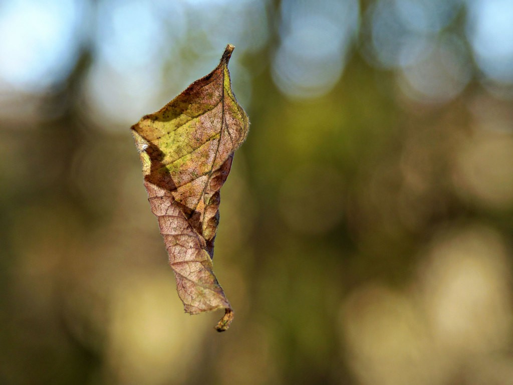 P1090897 verkl.jpg