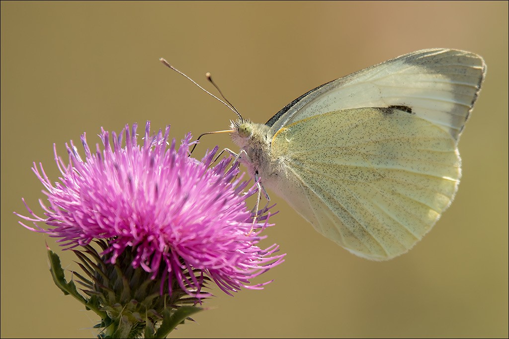 Schmetterling1.jpg