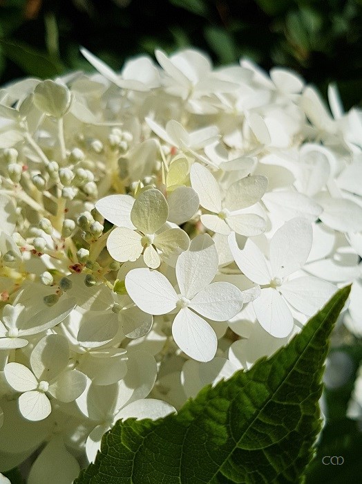20180714_101429.jpg