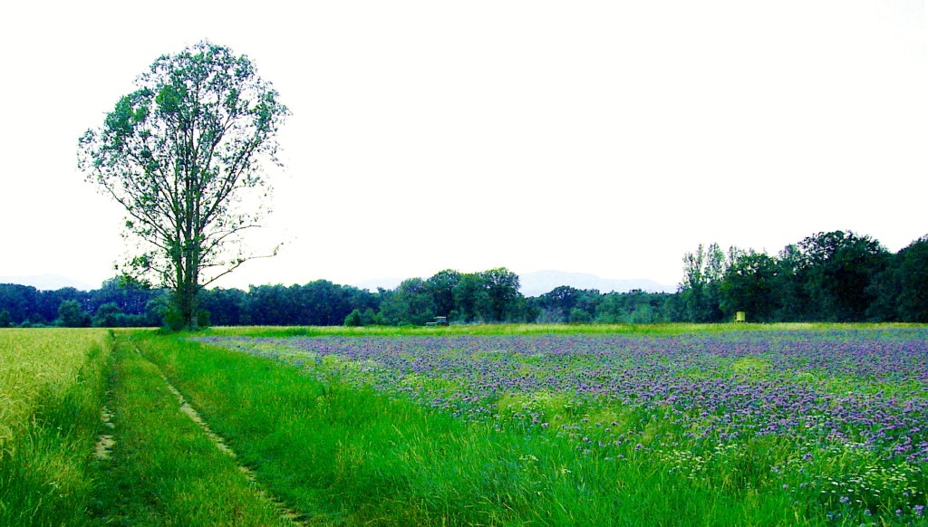 Phacelia Büschelschön_1_1.jpg