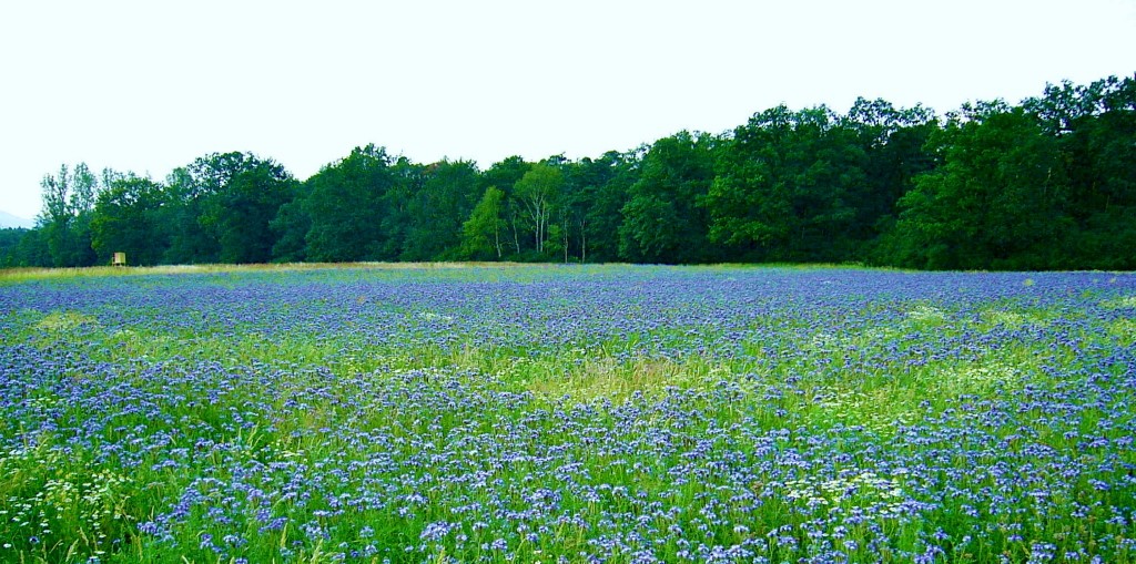 Phacelia-Büschelschön 2_1.JPG