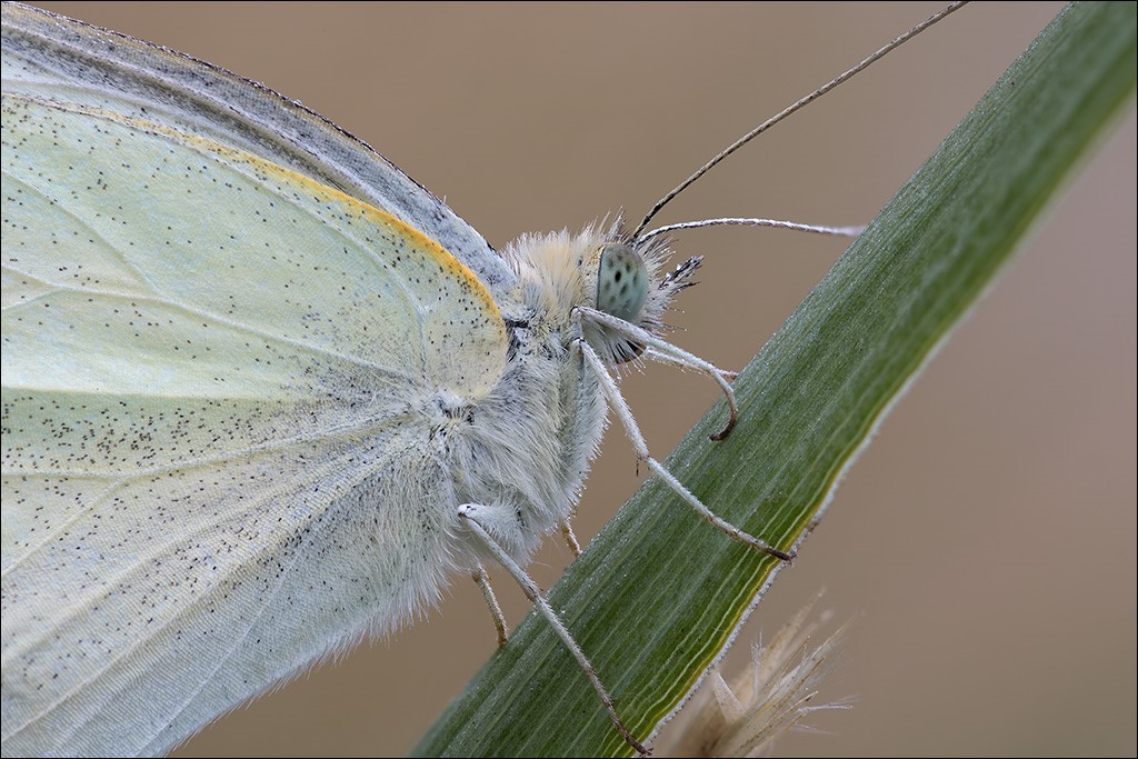 Schmetterling 2.jpg