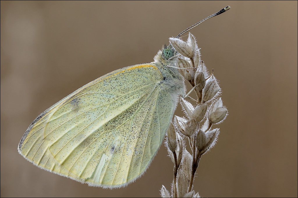 Schmetterling.jpg