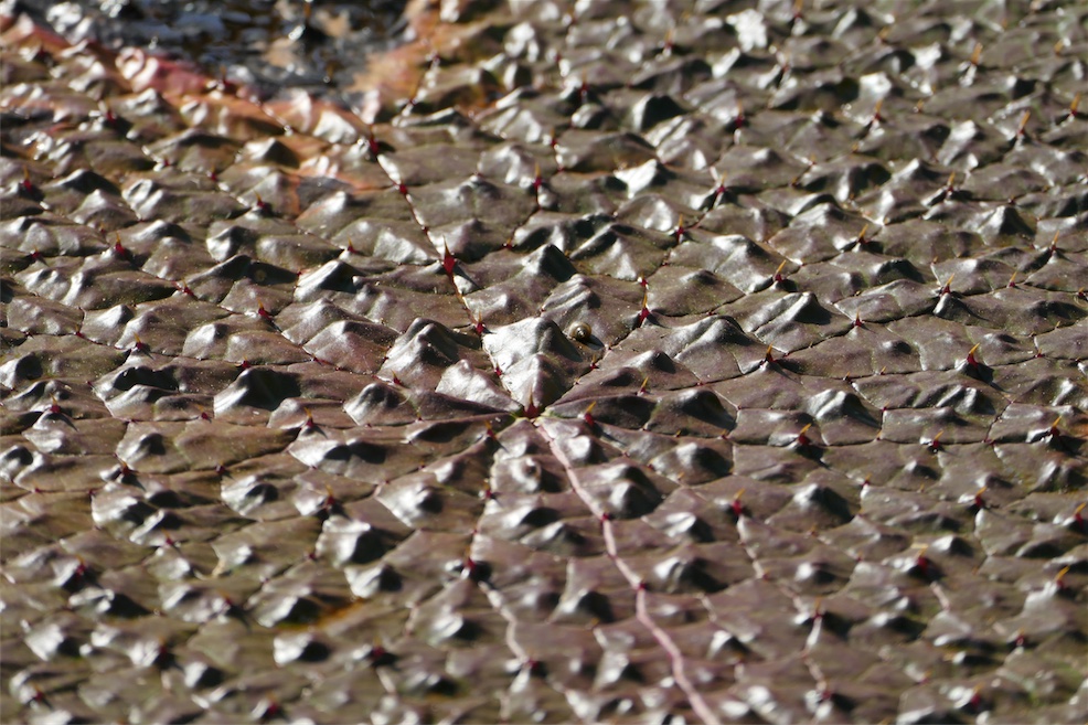 P2400847.JPG