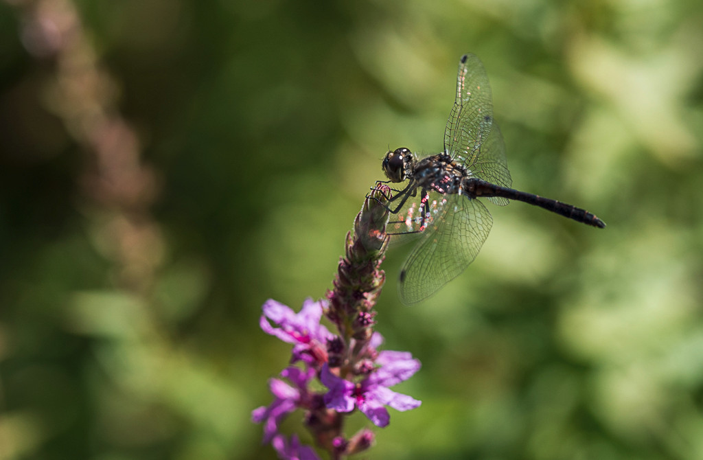 P7290427-2.jpg