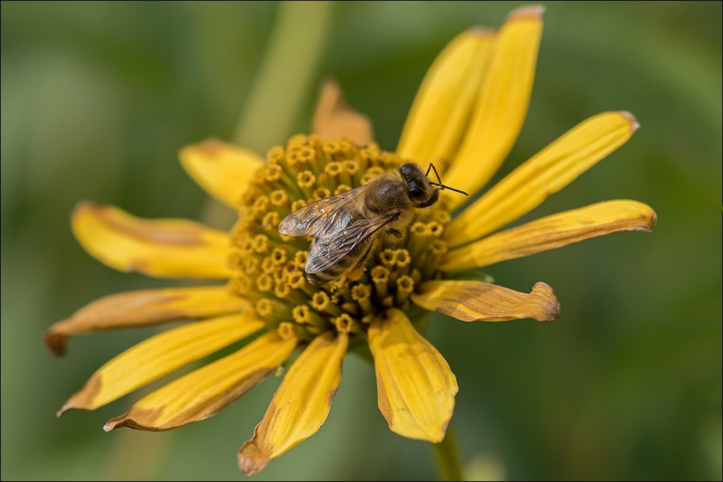 Botanischer Garten 002.jpg