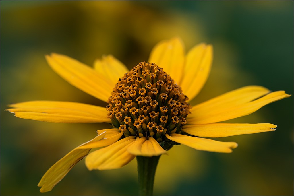 Botanischer Garten 004.jpg
