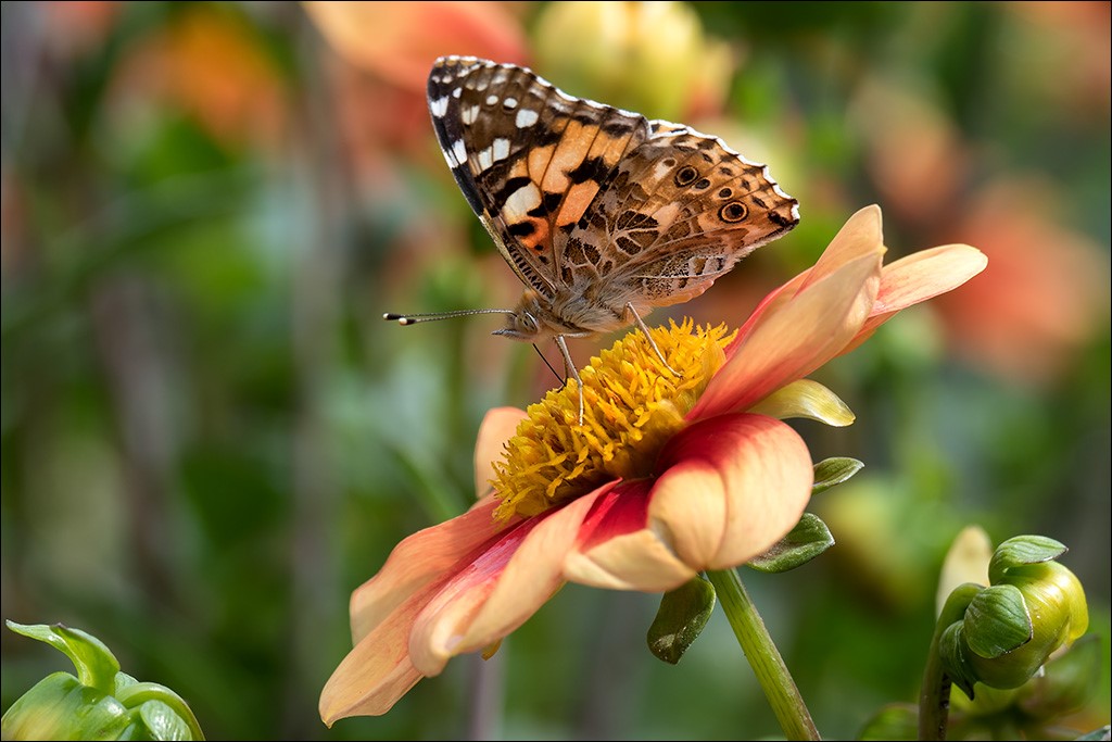 Botanischer Garten 017.jpg