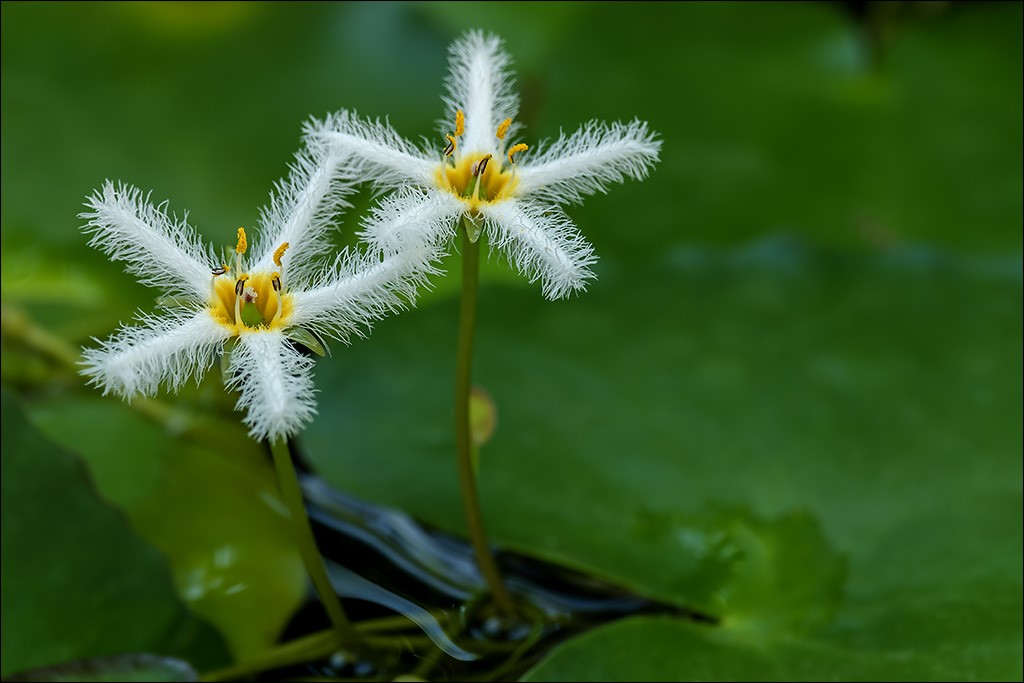 Botanischer Garten 029.jpg