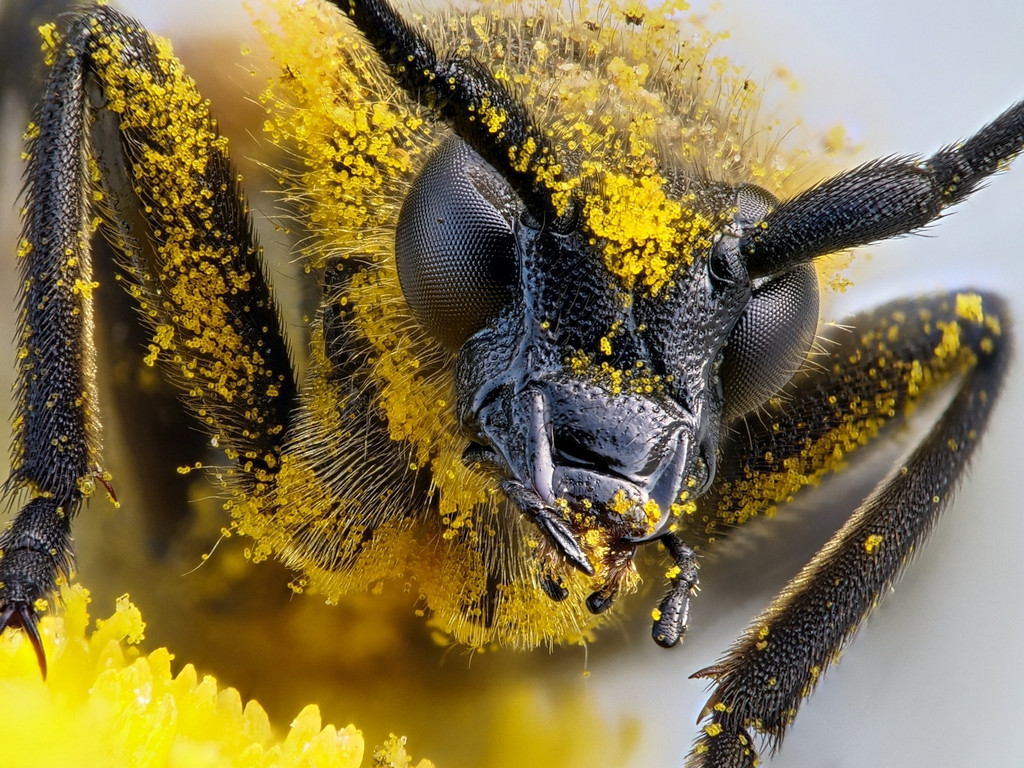 2018-06-03 22-21-29 (C)F Kleiner Schmalbock (Stenurella melanura).jpg