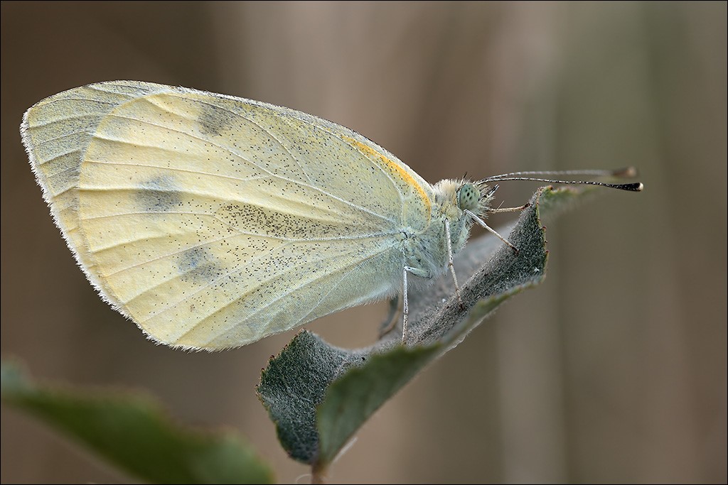 Schmetterling 1.jpg