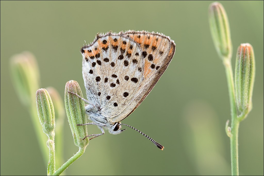 Schmetterling 2.jpg