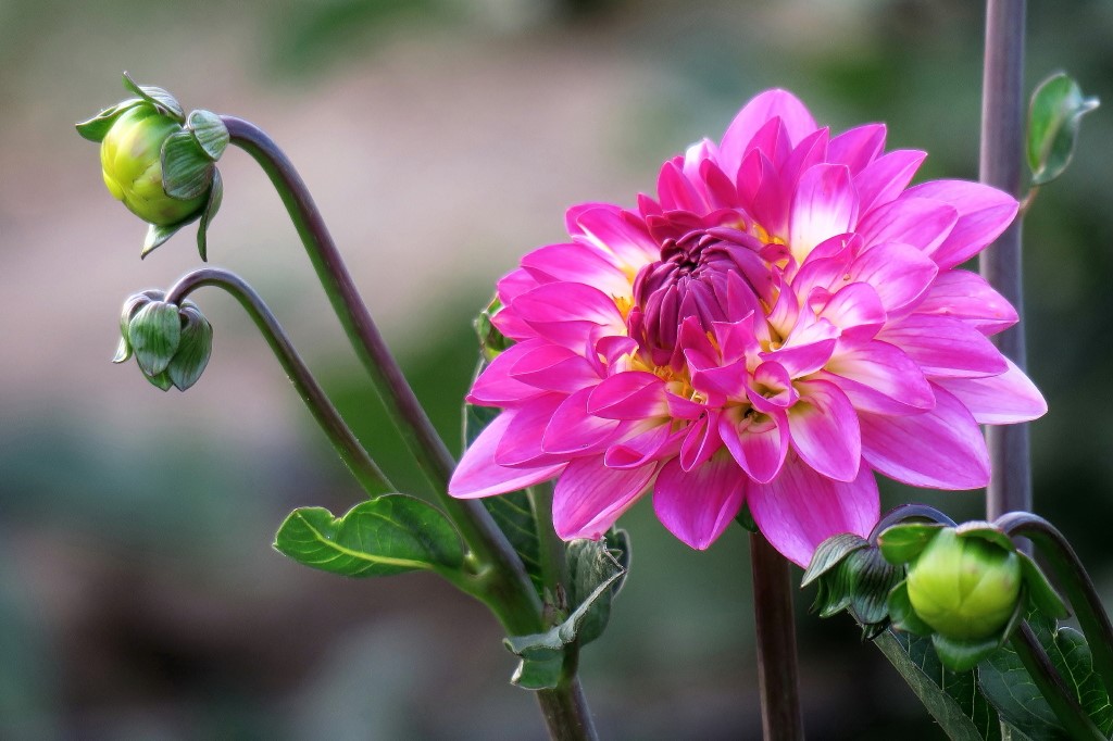 Dahlie mit Knospen.jpg