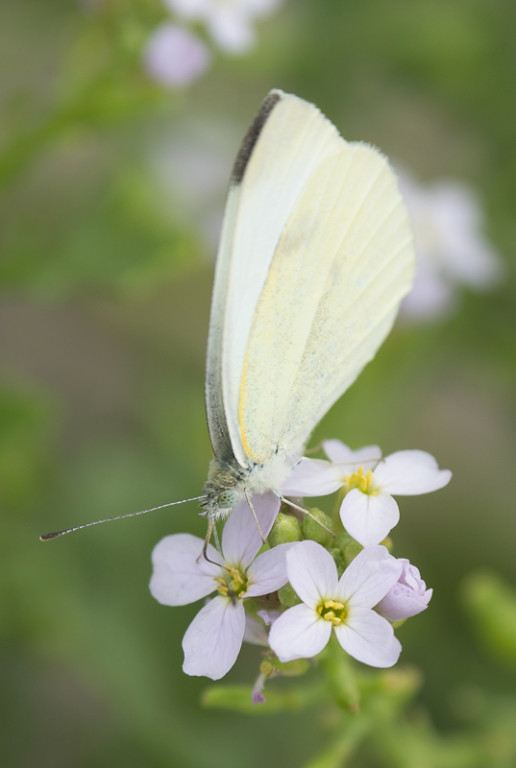 Olympus12-100_100 mm_1-250 sec at f - 4,0.jpg