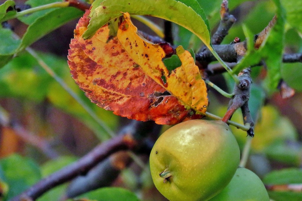 Der Herbst naht.JPG