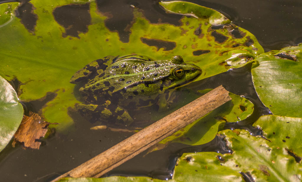 Teichfrosch.jpg