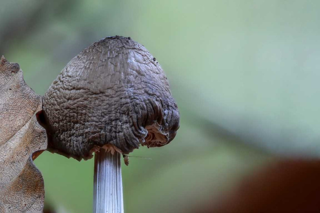 0505_Dunkelbrauner Pilz.JPG