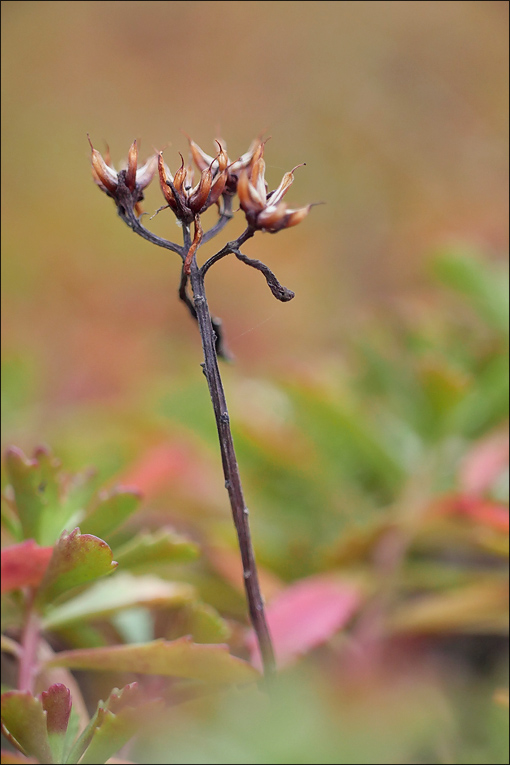 naturwacht_oktober_07.jpg