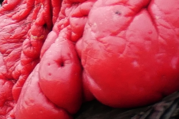 P1140491 - lf.JPG