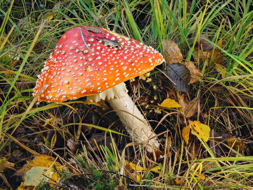 Fliegenpilz_Stack_2_.jpg