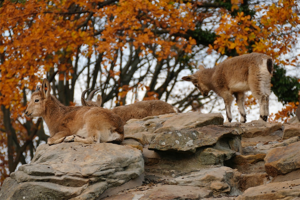 Steinbock-Kinder.JPG