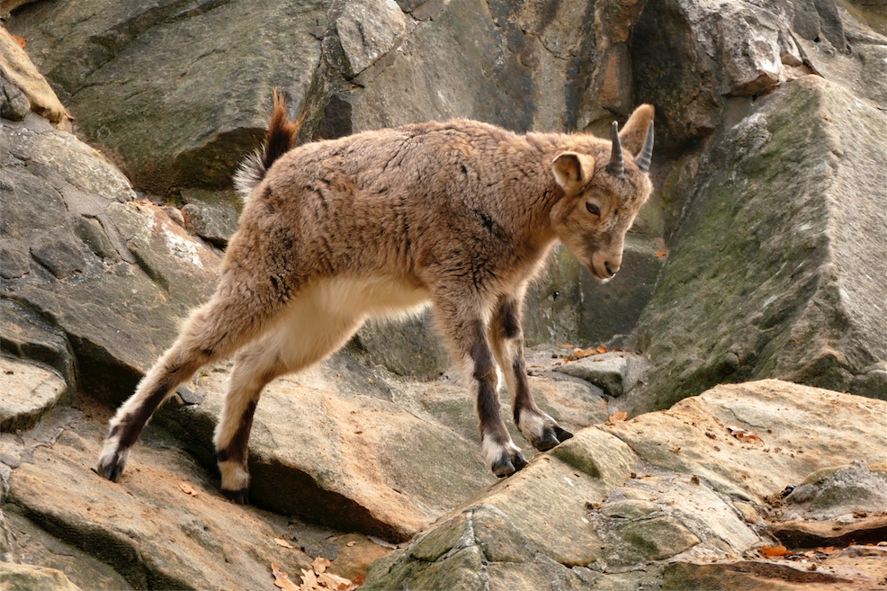 Steinböckchen.JPG