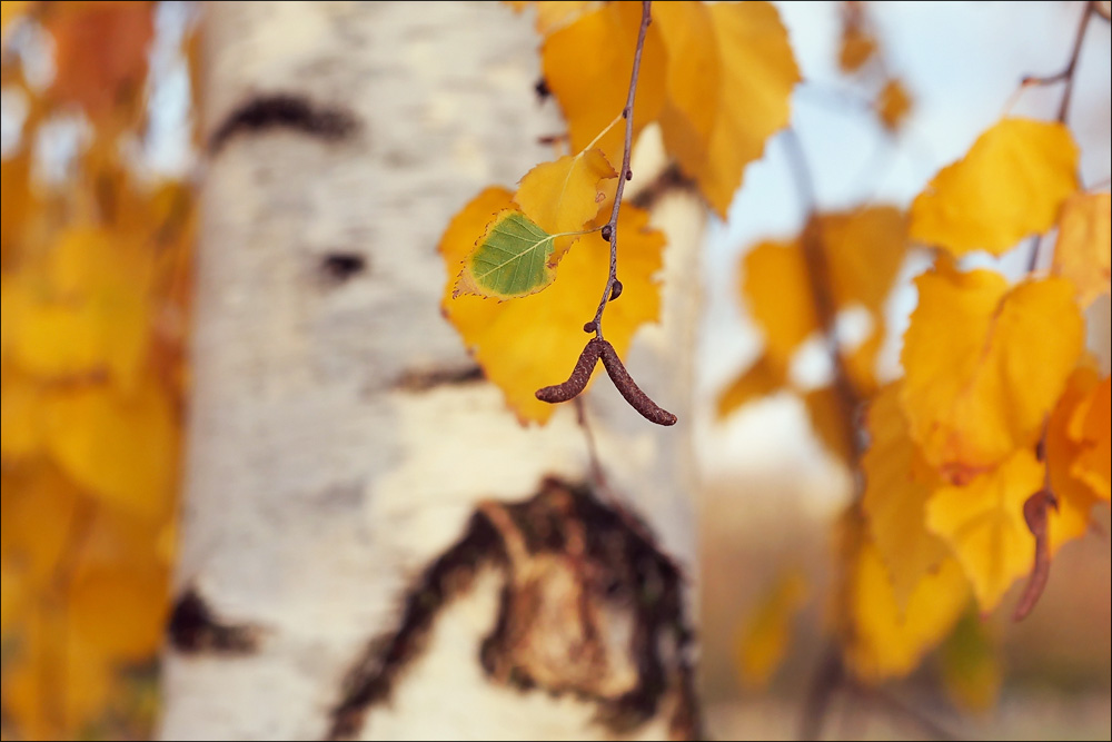 herbst_20.jpg