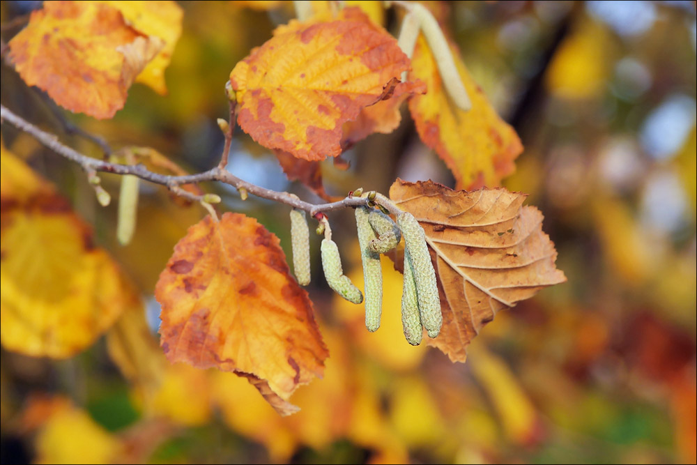 herbst_19.jpg