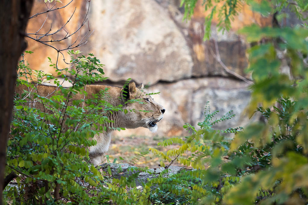 PB100978-comp 10.JPG