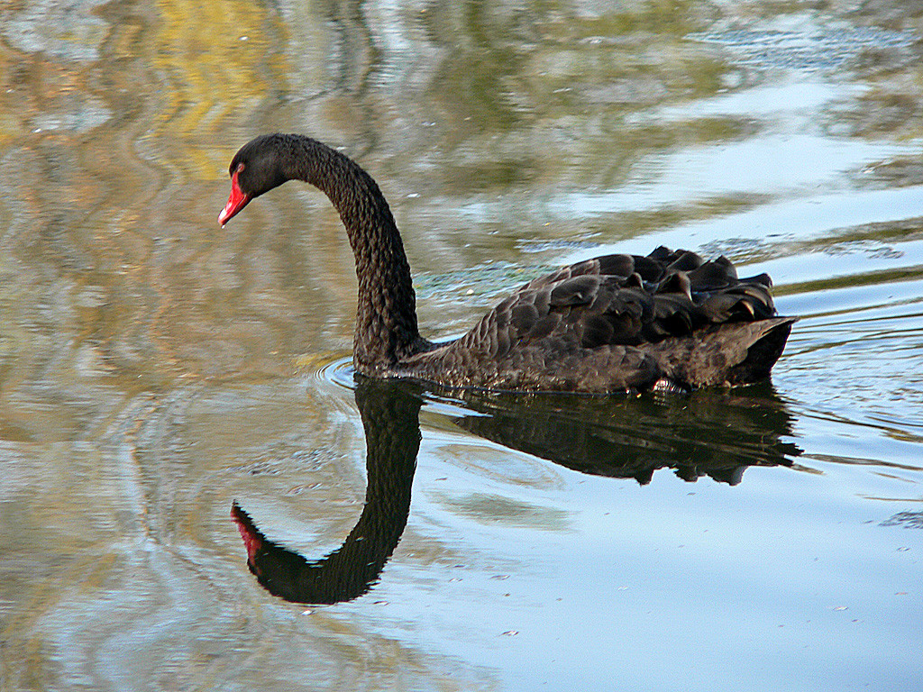 Trauerschwan in der Bonner Rheinaue.jpg