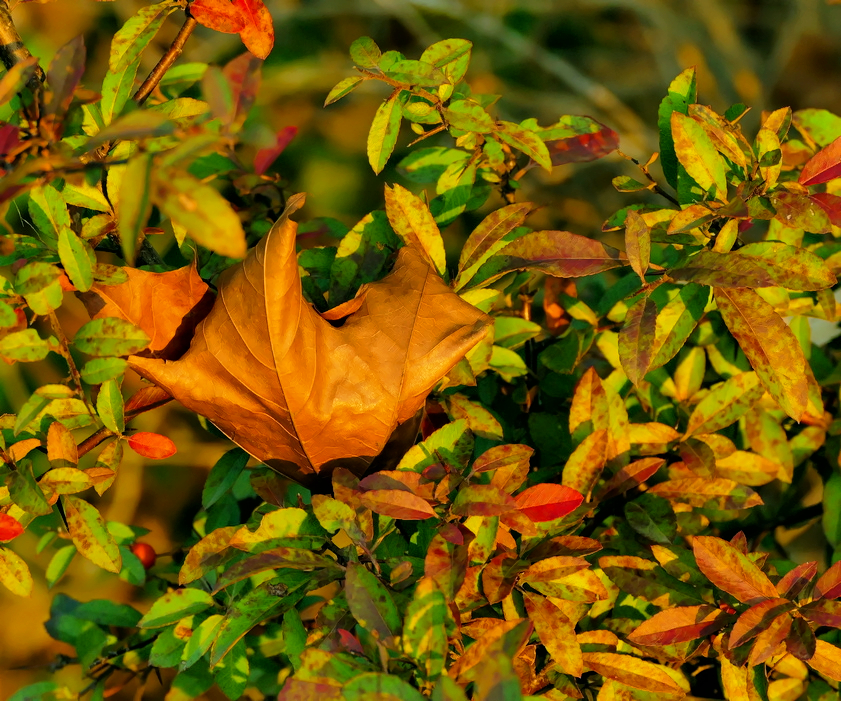 P1220920 crverkl_DxO.jpg